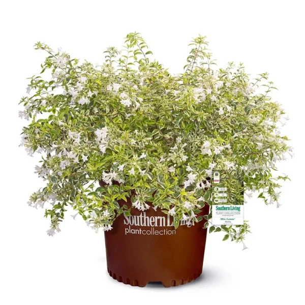 Southern Living 2 gal. Miss Lemon Abelia Shrub