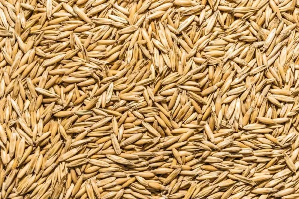 Thunder Acres Non GMO, Certified Organic, Oat Seed, Size: 1 lbs