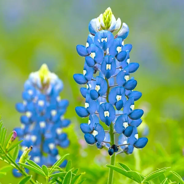 Texas Bluebonnet Seeds Lupinus Texensis - Over 750 Premium Seeds