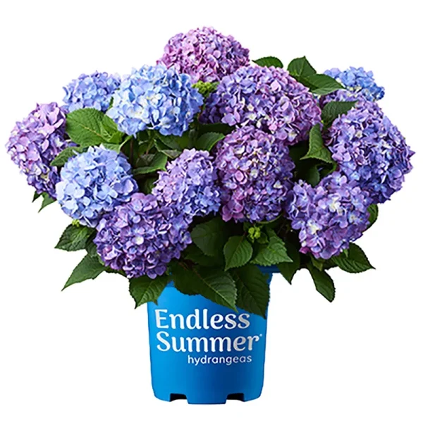 Endless Summer Hydrangea Bloomstruck Shrub 1 Gallon, Purple