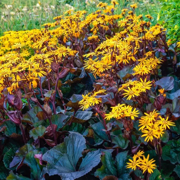 Breck's Yellow BBQ Banana Ligularia Dormant Perennial Plant in 1-Pack Bareroot | 64260