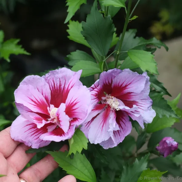 Proven Winners Purple Pillar Rose of Sharon Hibiscus Live Shrub - HIBPRC2406101