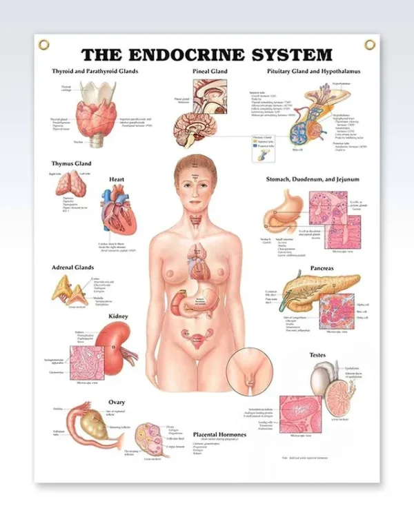 The Endocrine System [Book]