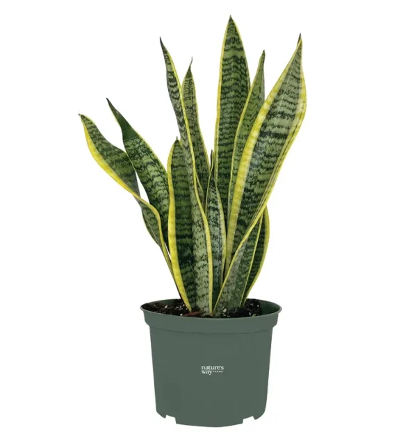 Nature's Way Farms Sansevieria Laurentii Live Plant 8-15 in. Tall in Grower Pot