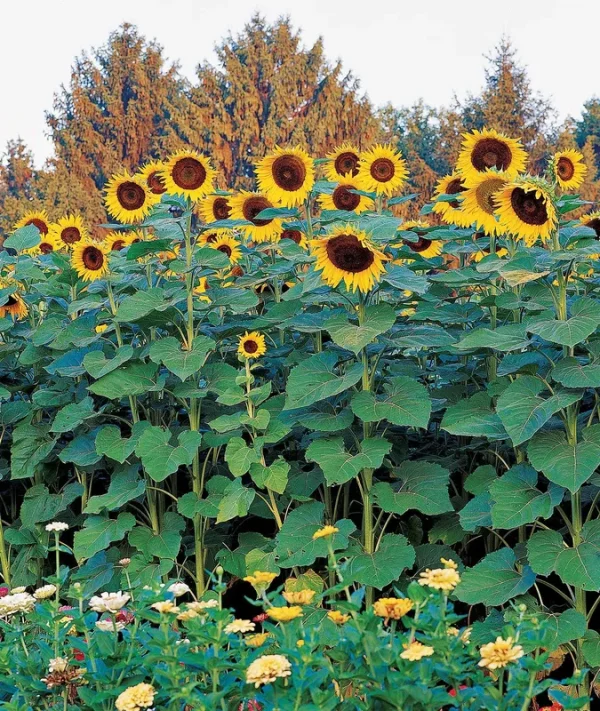 Burpee Sunforest Mix Sunflower Seeds 100 Seeds