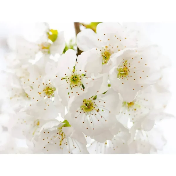 Yoshino Cherry Blossom Tree Bare Root