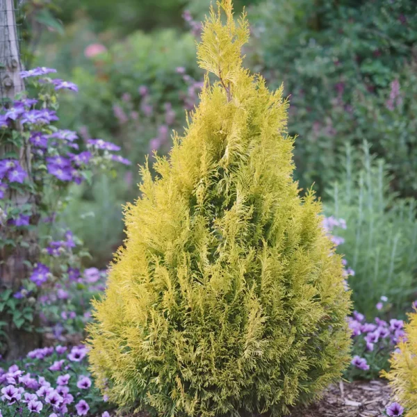 Proven Winners 1 Gallon Fluffy Western Arborvitae (Thuja) Live Evergreen Shrub
