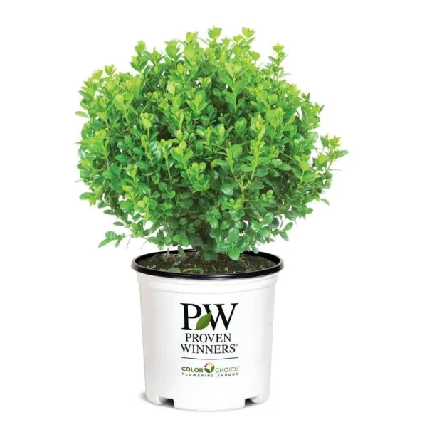 1 gal. Sprinter Boxwood (Buxus) Live Evergreen Shrub, Green Foliage