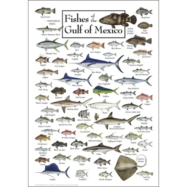 Earth Sky + Water Poster - Fishes of The Gulf of Mexico