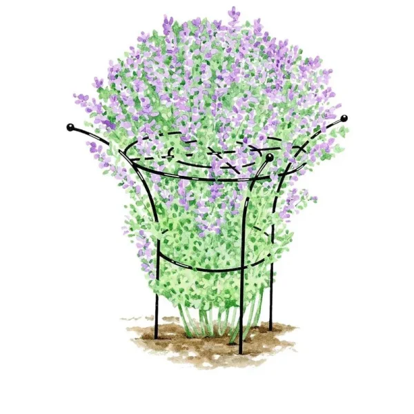 Essex Plant Support X-Large - Gardener's Supply Company