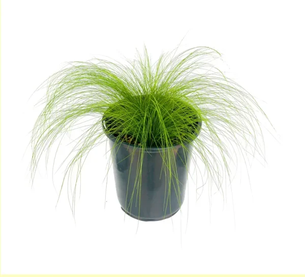 Lowe's Stipa Grass in 2.5-Quart Pot | 1466