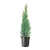 1 Plant