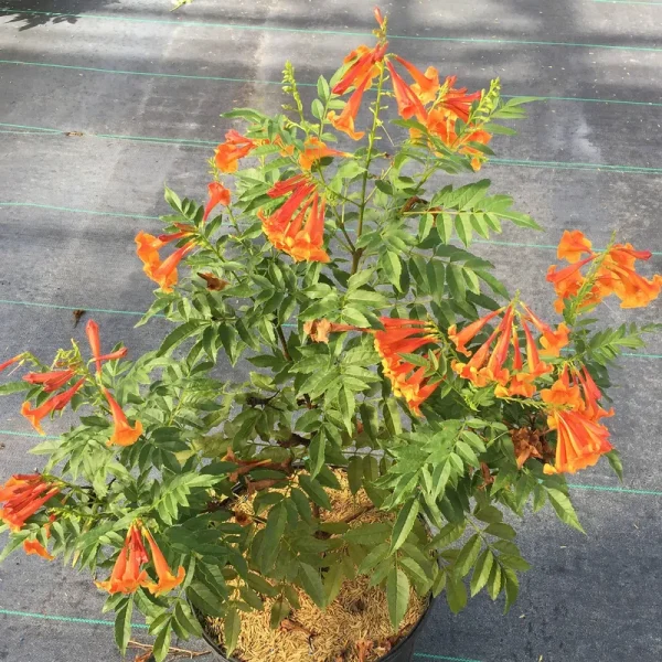 Proven Winners TECPRC1006101 Chicklet Esperanza Live Plant, 1 Gallon, Orange Flowers