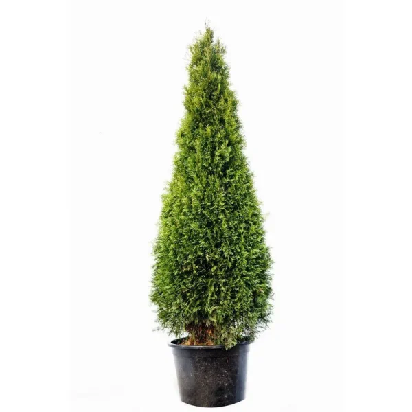 5 gal. Emerald Green Arborvitae Tree