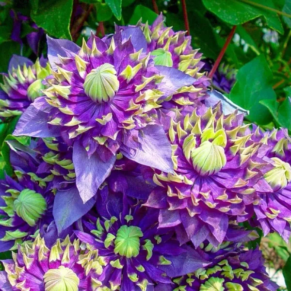 Spring Hill Nurseries 1 Taiga Clematis Vine (N/A)