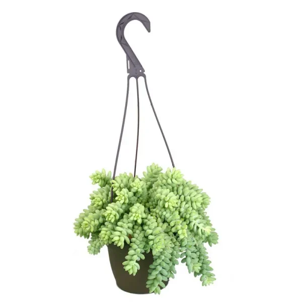 Element Sedum Burrito Live Plant