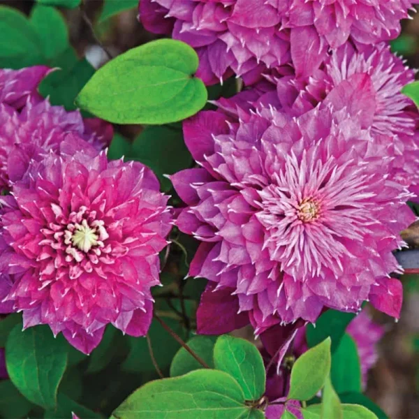 Spring Hill Nurseries 1 Kaiser Clematis Vine (N/A) | 60401