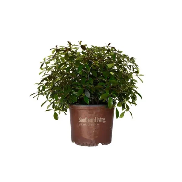 3 gal. Leann Cleyera - Live Mid-Sized Evergreen Shrub, Glossy Foliage