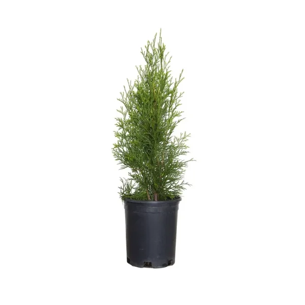 Emerald Green Arborvitae 2.5 Quart