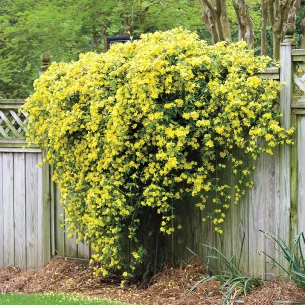 Hardy Carolina Jessamine | Zone 4-9 | Yellow | 8 - 10 Feet | Full Sun | Partial Shade