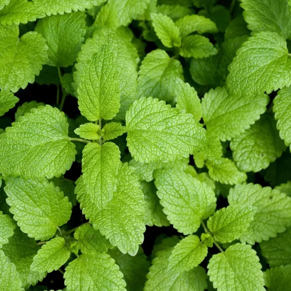Outsidepride Lemon Balm Seeds - 10000 Seeds