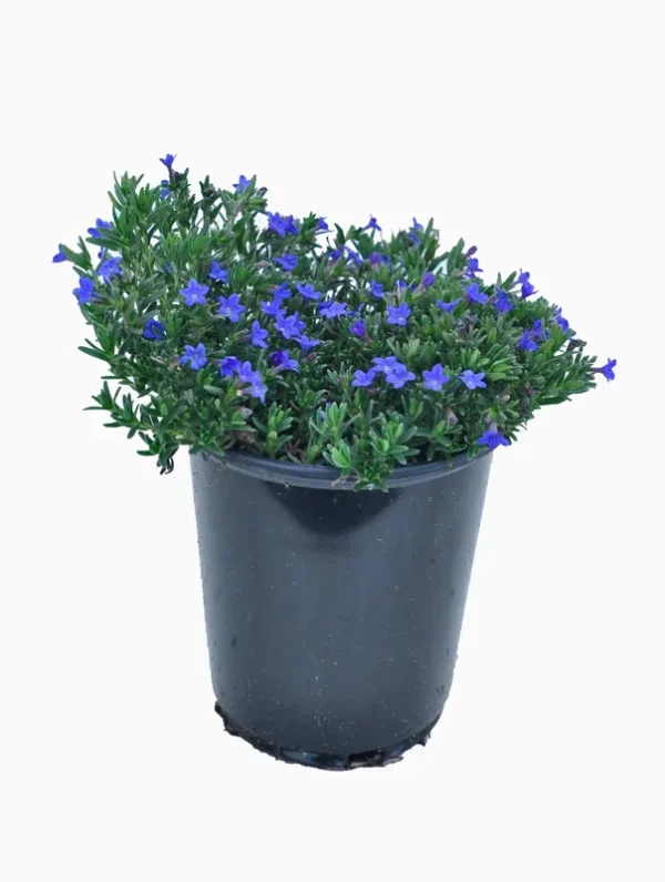 Lowe's Blue Lithodora in 2.5-Quart Pot 4-Pack | 2208