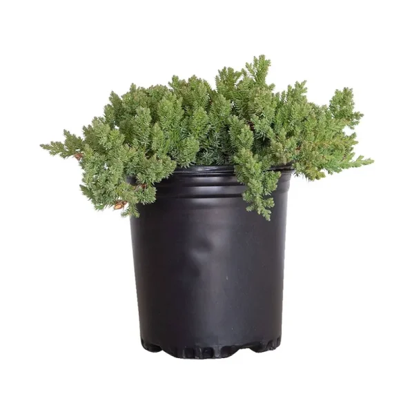 Green Mound Nana Juniper 2.5 qt