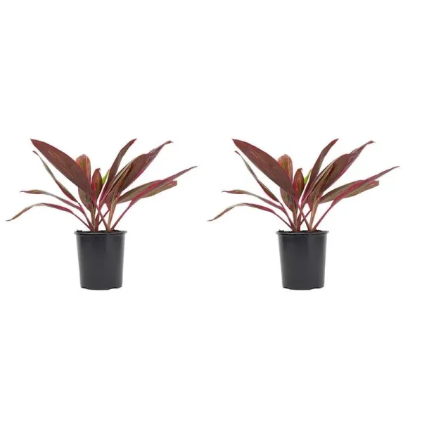 2.5 Qt. Cordyline Red Sister Plant 6.33 in. Grower's Pot (2-Pack)