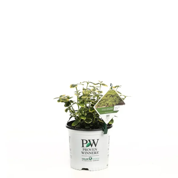 Proven Winners Gold Splash Wintercreeper (Euonymus) Live Evergreen Shrub, Green and Yellow Foliage, 1 Gallon