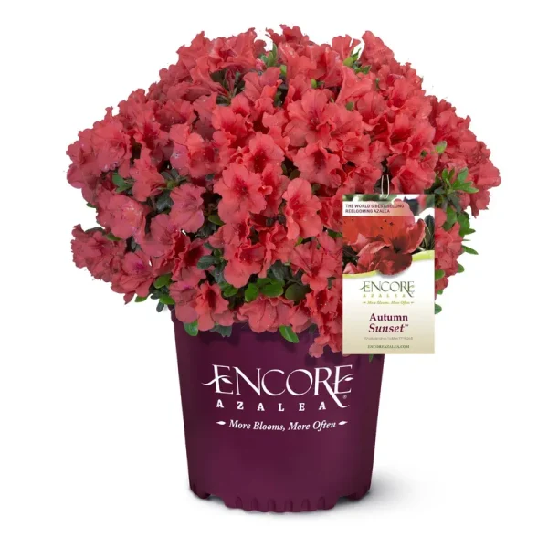 Encore Azalea 1 gal. Autumn Sunset Azalea Shrub