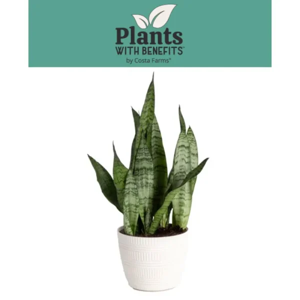 Plants with benefits Live 14in. Tall Green Snake Plant; in 6in. dcor Pot, Size: Medium