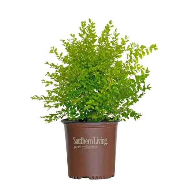 2 gal. Sunshine Ligustrum, Evergreen Shrub, Bright Golden-Yellow Folia