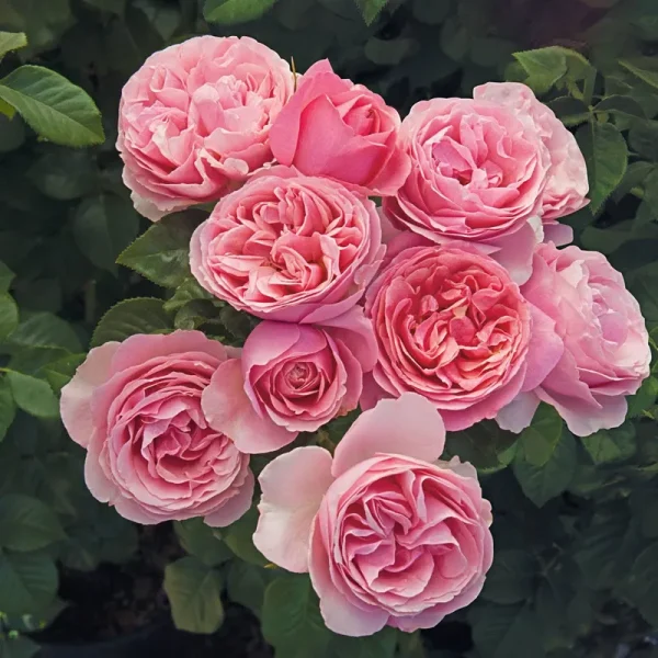 Spring Hill Nurseries - All Dressed Up Grandiflora Rose Dormant Bare Root Shrub (1-Pack)