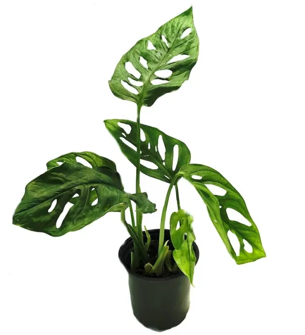 Swiss Cheese Plant - Monstera Adansonii - Easy to Grow Old Favorite - 4" Pot