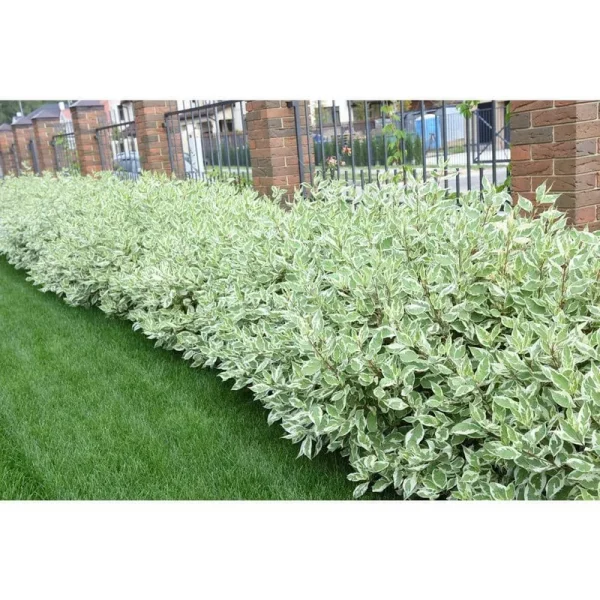 1 gal. Ivory Halo Dogwood Shrub A Lovely Ornamental Twist On The Class