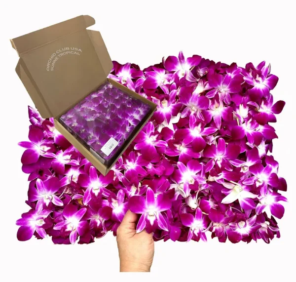 Miami Fresh Orchid Flower OrchidClub USA Sunne Tropical Loose Bloom Head DIY Lei Food Drink Decoration (100 Purple)