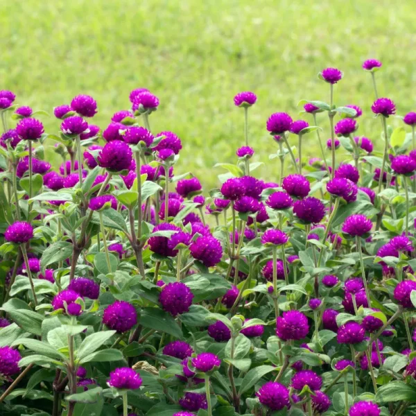 Outsidepride Gomphrena Purple - 2000 Seeds