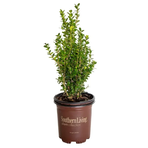 2.5 Qt. Boxwood Baby Gem, Live Shrub Plant, Glossy Green Foliage