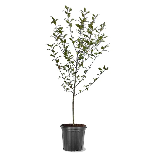 Expert Gardener 3 - 4 Ft. Tall Harvest Gold Crabapple Live Tree in 7 - Gallon Grower Pot