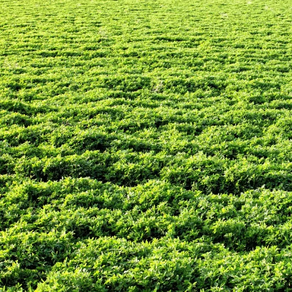 Outsidepride Alfalfa Legume Seed - 5 lbs