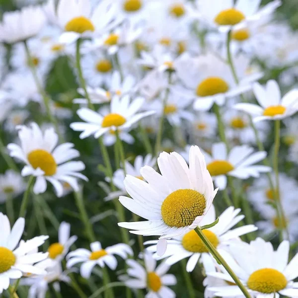 Outsidepride Roman Chamomile Herb Plant Seeds - 25000 Seeds