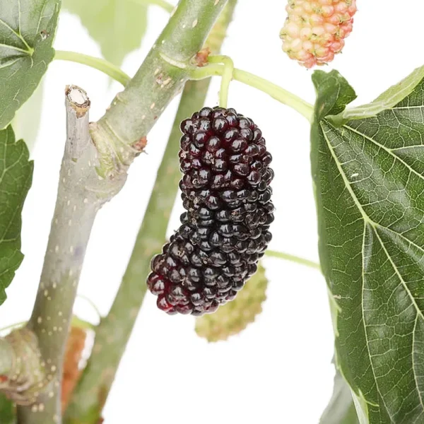 Dwarf Everbearing Mulberry Plant - Morus Nigra - Sweet Fruit - 4" Pot