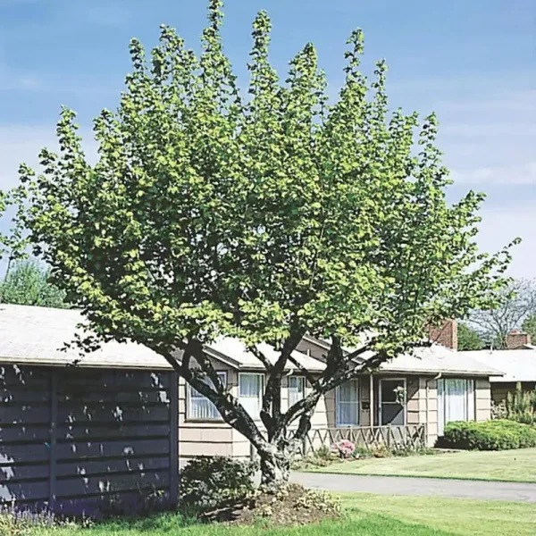 Hazelnut (Corylus) Live Bareroot Nut Tree (1-Pack)
