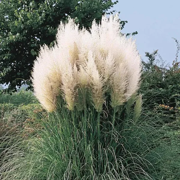 White Pampas Grass Plant - Potted Plant | Zone 7-10