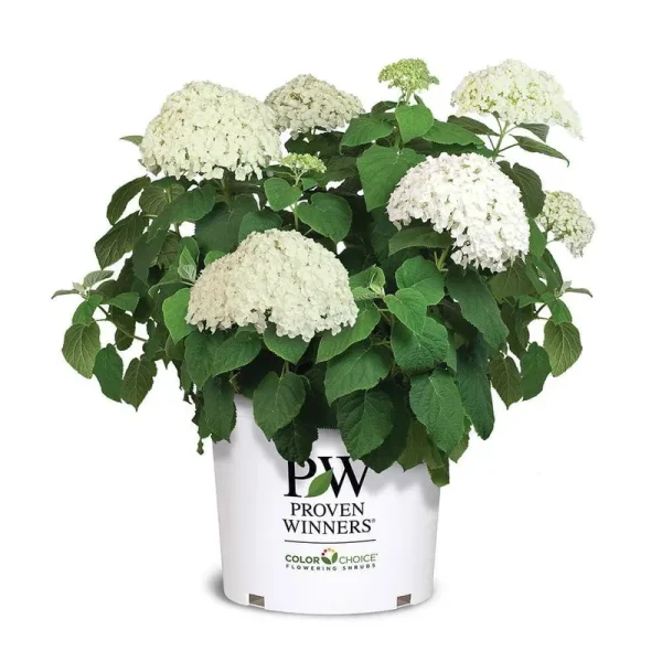 Proven Winners 5 gal. Incrediball Hydrangea Shrub
