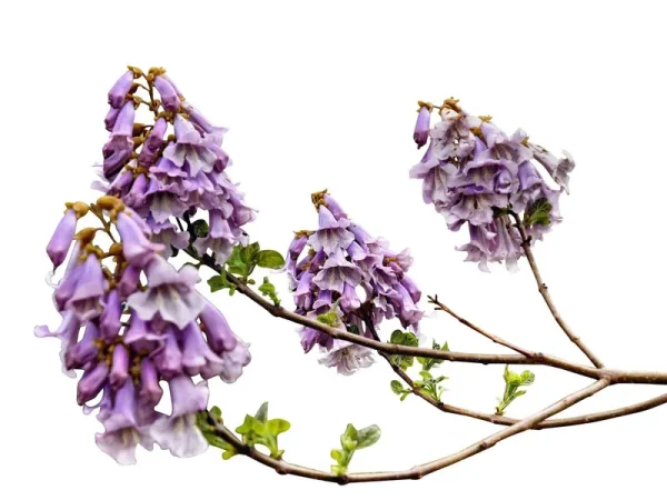 Big Pack - Paulownia Elongata Tree Seeds (5,000+), Aka Empress Tree - Very Large Leaves, Shade Tolerant - Non-GMO Seeds by MySeeds.Co