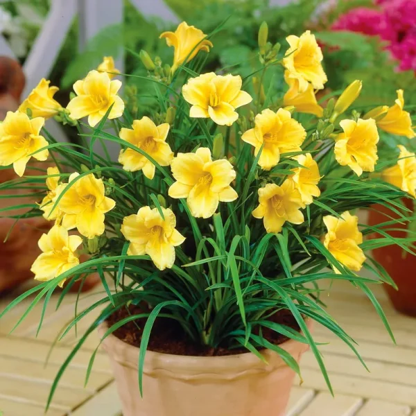 Van Zyverden Dormant Bare Plant Root Stella D'oro Daylily - Yellow - 1 Each