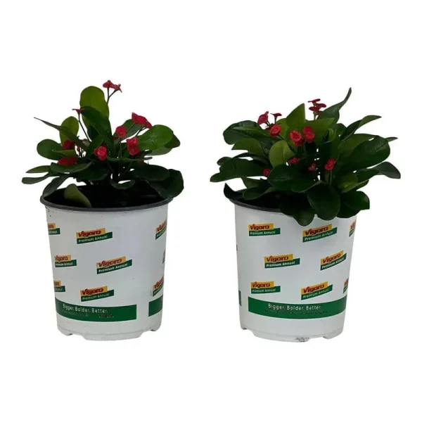 Pure Beauty Farms 2.5 Qt. Crown of Thorns Plant Red Flowers in 6.33 in. Grower's Pot (2-Plants)