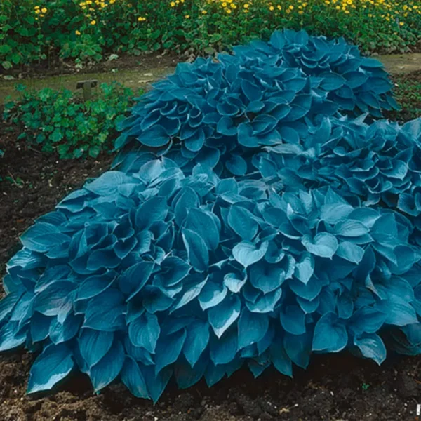 Garden State Bulb Hosta Blue Mix, Bare Root Tubers (Bag of 6)