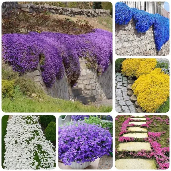 3000+ Mix Creeping Thyme Seeds Ground Cover for Planting - 6 Colours Individually Packed Thymus Serpyllum Heirloom Blue, Purple, White, Red, Green,